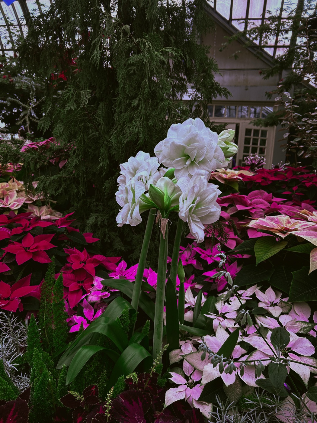 White lilies over the poinsettias